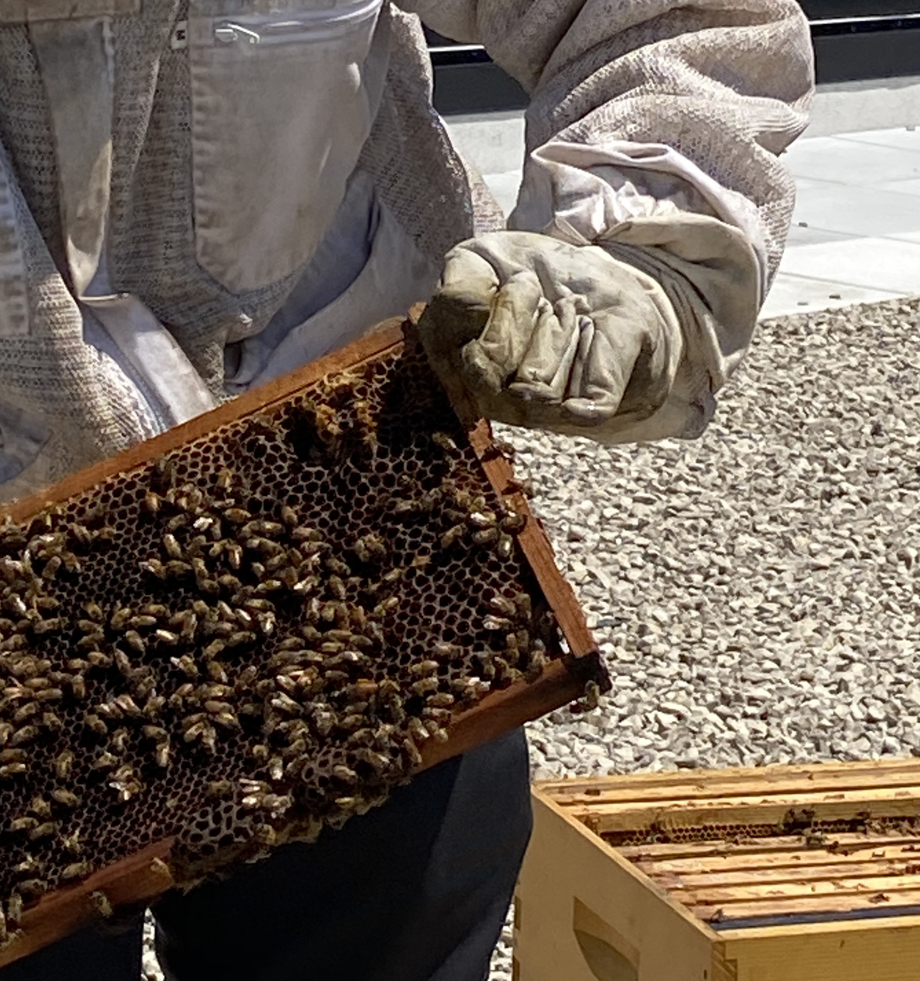 Beehive